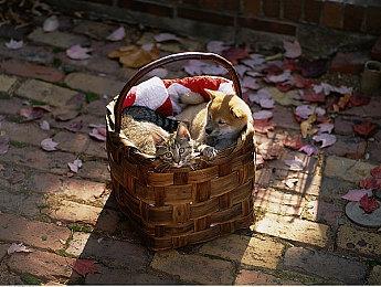 索尼单人恐怖新作首发可能还会登陆PC平台