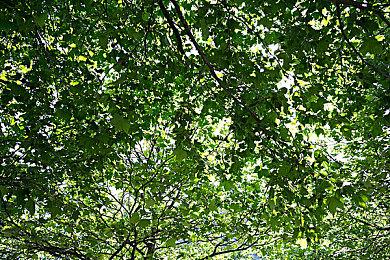 《超级马里奥兄弟：惊奇》限定版NS公布 10.6发售